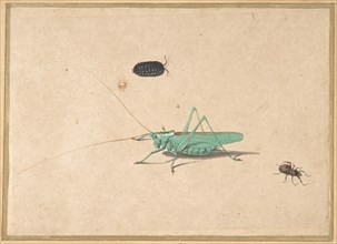 A Great Green Bush Cricket..., A Clioniona Spider, and a Beetle, 17th century (?). Creator: Anon.