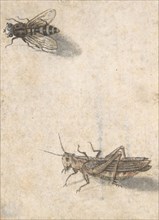 A Grasshopper and a Bee, 17th century (?). Creator: Anon.