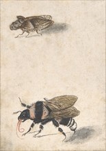 A Bumble Bee and a Fulgoroid, 17th century (?). Creator: Anon.