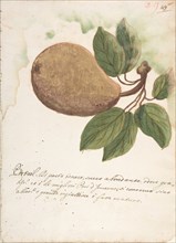 Pear, 18th century. Creator: Anon.