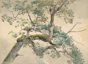 Tree Branches, 1852-1908. Creator: Charles Reginald Aston.