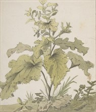 Study of a Plant, 1712-74. Creator: Christian Wilhelm Ernst Dietrich.