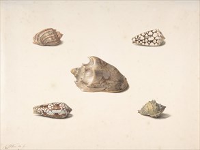 Five Shells, n.d.. Creator: Georgius Jacobus Johannes van Os.