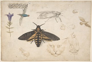 Studies of a Gentian, Moth, Birds, Cats, Interlacing Motif, and Greek Frets (recto)..., 1530-40. Creator: Giorgio di Giovanni.