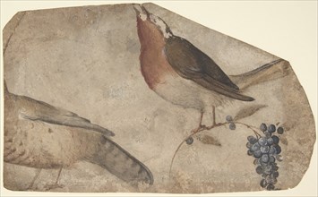 Bird Eating Grapes (recto); Tigress (verso), 1487-1564. Creator: Giovanni da Udine.