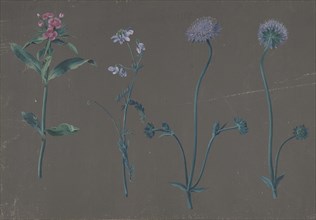 Study of Three Flowers, 1781. Creator: Johann Christian August Birnbaum.
