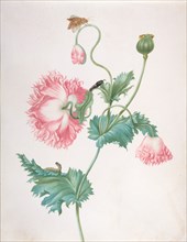 A Poppy in Three Stages of Flowering, with a Caterpillar, Pupa and Butterfly, late 17th-early 18th c Creator: Johanna Helena Graff.