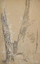 Study of Overgrown Trees; verso: Study of a Cypress and Two Overgrown Trees, . Creator: Joseph Werner.