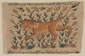 A Lion, Folio from a Dispersed Nuzhatnama-i ?Ala?i of Shahmardan ibn Abi?l Khayr, early 17th centur Creator: Unknown.