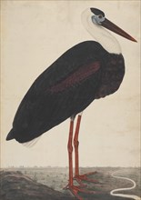 Black Stork in a Landscape, ca. 1780. Creator: Unknown.