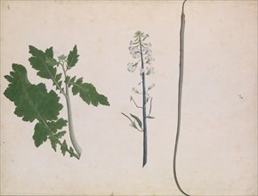A Radish Plant, Seed, and Flower, late 18th century. Creator: Unknown.