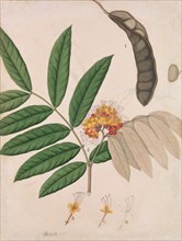 Ashoka Tree Flower, Leaves, Pod, and Seed, first half 19th century. Creator: Unknown.