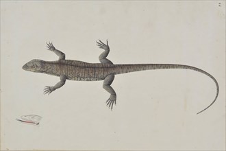 An Indian Bish-Khopra Lizard, ca. 1790. Creator: Unknown.