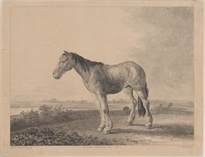 Horse standing on a field in profile to left, 1809. Creator: Adam von Bartsch.