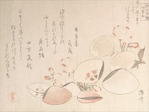 Cherry Blossoms and Shells, 19th century., 19th century. Creator: Shinsai.