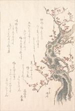 Spring Rain Collection (Harusame shu), vol. 1: Plum Tree in Bloom, ca. 1805-10., ca. 1805-10. Creator: Shinsai.