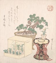 Potted Pine Tree, Drum and Seven Herbs Planted in a Box, 18th-19th century., 18th-19th century. Creator: Sunayama Gosei.