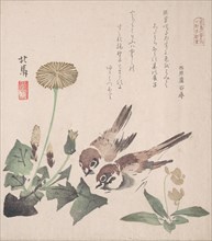 Spring Rain Collection (Harusame shu), vol. 3: Sparrows and Dandelions, ca. 1820., ca. 1820. Creator: Hokuba.