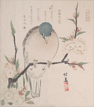 Spring Rain Collection (Harusame shu), vol. 3: Mountain Dove and Peach Flowers, ca. 1820., ca. 1820. Creator: Hokuba.