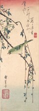 Warbler on a Plum Branch , ca. 1835., ca. 1835. Creator: Ando Hiroshige.