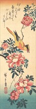 Eastern Grey Wagtail and Rose, early 1830s., early 1830s. Creator: Ando Hiroshige.