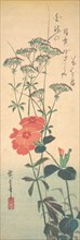 Superb Pinks and Chinese Agrimony, ca. 1836., ca. 1836. Creator: Ando Hiroshige.