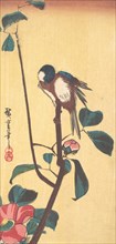 Camellia and Blue-Headed Bird, ca. 1833., ca. 1833. Creator: Ando Hiroshige.