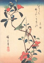 Japanese White-eye and Titmouse on a Camellia Branch, ca. 1840., ca. 1840. Creator: Ando Hiroshige.