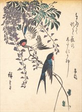 Swallow and Wisteria, mid-1840s., mid-1840s. Creator: Ando Hiroshige.