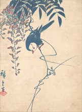 Wisteria and White-headed Bird, ca. 1842., ca. 1842. Creator: Ando Hiroshige.
