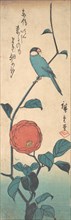 Camellia and Finch, ca. 1840., ca. 1840. Creator: Ando Hiroshige.