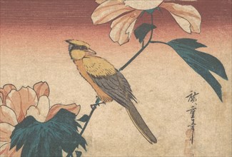 Hibiscus Mutabilis and Jay, ca. 1840., ca. 1840. Creator: Ando Hiroshige.