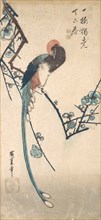 Long Tailed Bird. Creator: Ando Hiroshige.