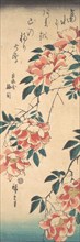 Roses, ca. 1843., ca. 1843. Creator: Ando Hiroshige.