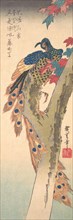 A Peacock Perched on a Maple Tree, ca. 1833., ca. 1833. Creator: Ando Hiroshige.
