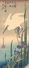 White Heron and Iris. Creator: Ando Hiroshige.