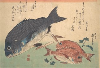 Kurodai and Kodai Fish with Bamboo Shoots and Berries, from the series Uozukushi (Every V..., 1830s. Creator: Ando Hiroshige.