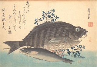 Shimadai and Ainame Fish, from the series Uozukushi (Every Variety of Fish), 1840s., 1840s. Creator: Ando Hiroshige.