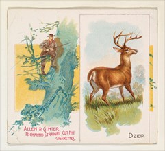 Deer, from Quadrupeds series (N41) for Allen & Ginter Cigarettes, 1890.