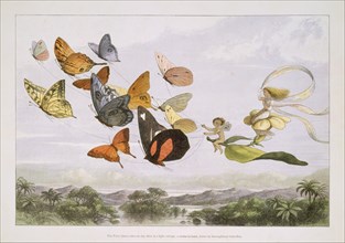 In Fairyland: A Series of Pictures from the Elf-World, 1870. [The Fairy Queen takes an airy drive in a light carriage, a twelve-in-hand, drawn by thoroughbred butterflies].