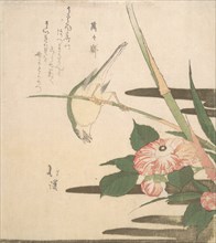 Warbler and Camellia, ca. 1815-20.