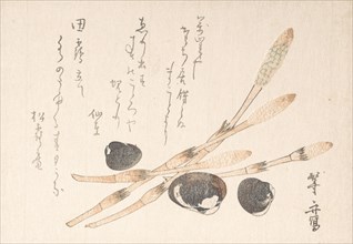Tsukushi Plant and Shijimi Shells.