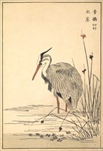 Gray Heron (Aosagi) and Mizu-aoi Plant, 1857.