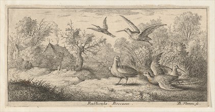 Rusticula, Beccasse (The Woodcock): Livre d'Oyseaux (Book of Birds), 1655-1660.