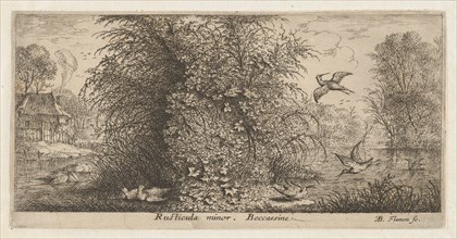Rusticula minor, Beccassine (The Snipe): Livre d'Oyseaux (Book of Birds), 1655-1660.