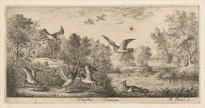 Vanellus, Vanneau (The Lapwing): Livre d'Oyseaux (Book of Birds), 1655-1660.
