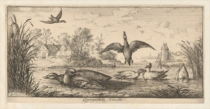 Querquedula, Cercelle (The Teal): Livre d'Oyseaux (Book of Birds), 1655-1660.