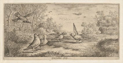 Garrulus, Gey (The Jay): Livre d'Oyseaux (Book of Birds), 1655-1660.
