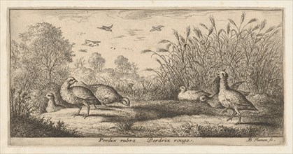 Perdix rubra, Perdix rouge (The Red-Legged Partridge): Livre d'Oyseaux (Book of Birds), 1655-1660.
