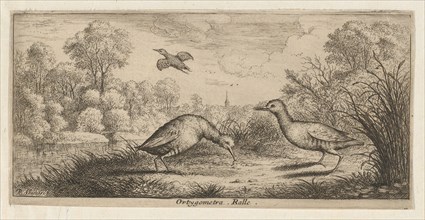 Ortygometra, Ralle (The Rail): Livre d'Oyseaux (Book of Birds), 1655-1660.
